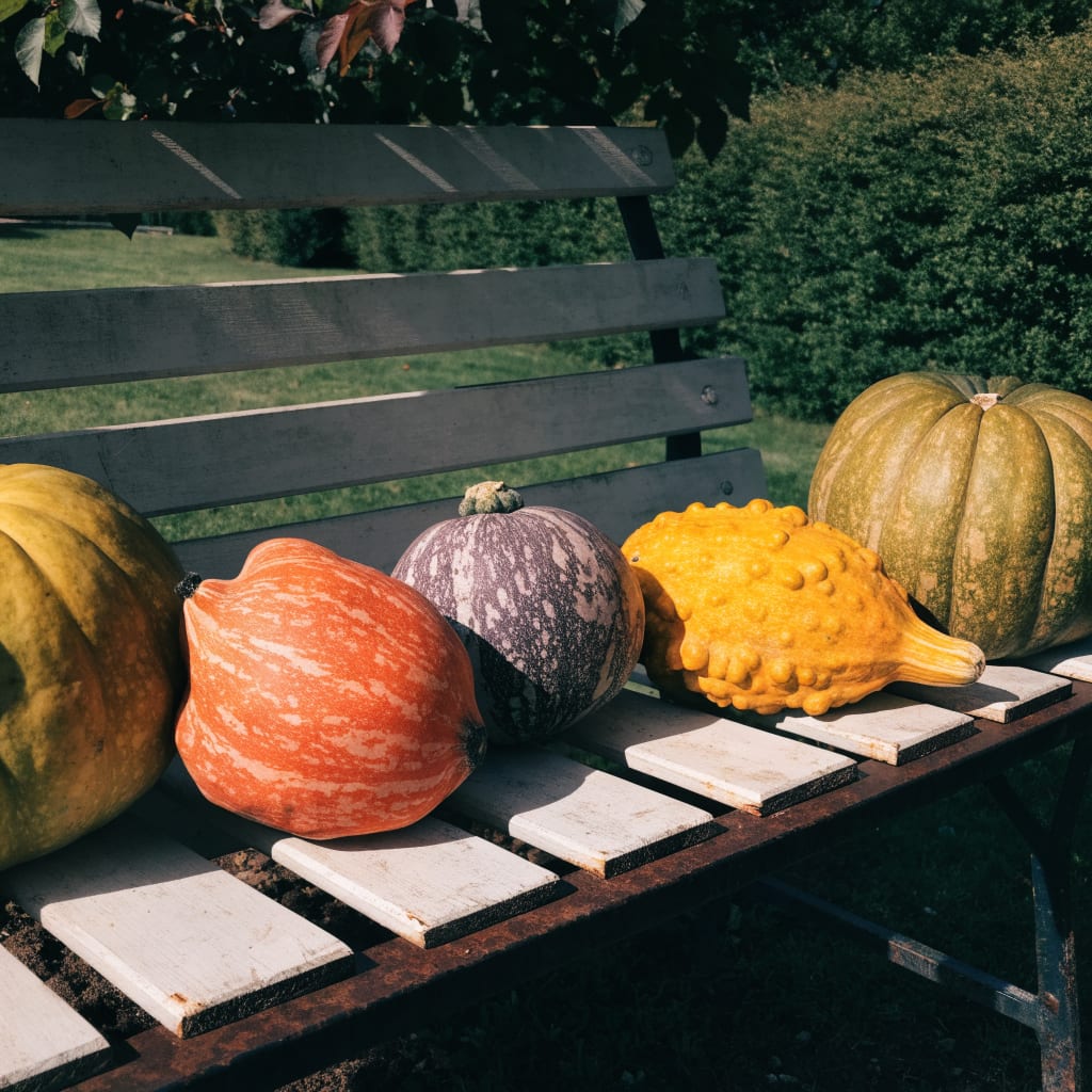 Ma collection de courges