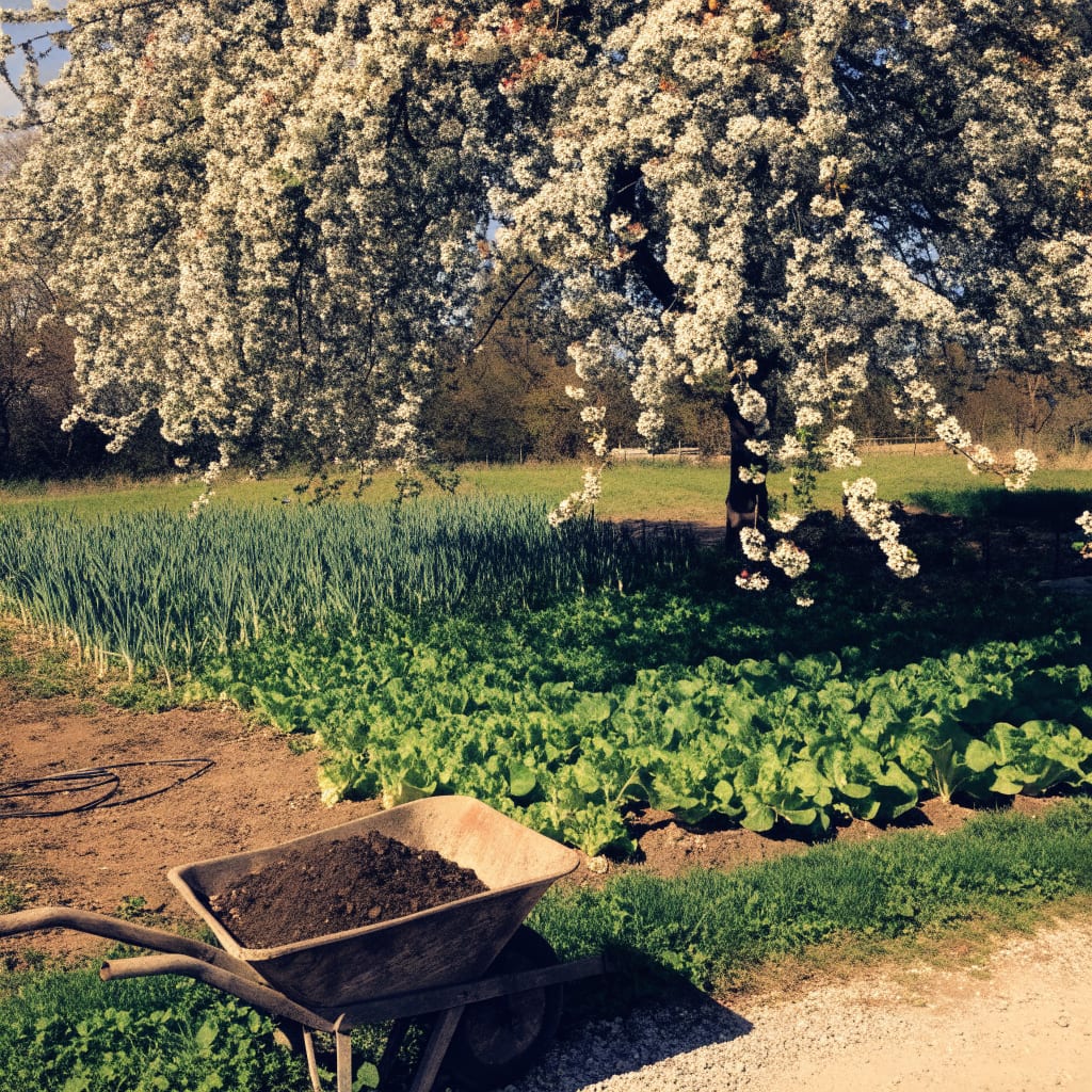 Le pommier en fleurs